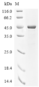 MMP-3 Protein, Mouse, Recombinant (His)