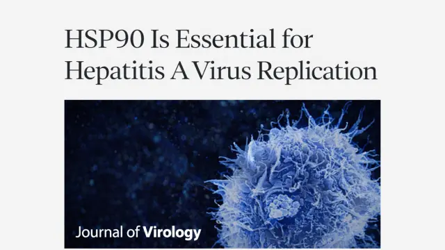 Recommended Reading | HSP90 Is Essential for Hepatitis A Virus Replication