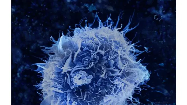 Recommended Reading | HSP90 Is Essential for Hepatitis A Virus Replication