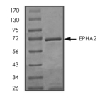 EphA2 Protein, Human, Recombinant (aa 561-976, GST)