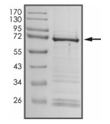 CDC2L2 Protein, Human, Recombinant (GST)