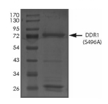DDR1 Protein, Human, Recombinant (S496A, GST)