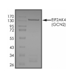 EIF2AK4/GCN2 Protein, Human, Recombinant (GST)