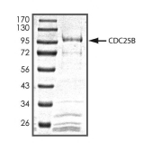 CDC25B Protein, Human, Recombinant (GST)