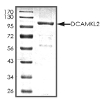 DCAMKL2/DCLK2 Protein, Human, Recombinant (GST)