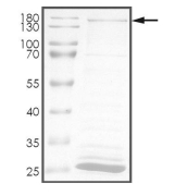 CDK13 Protein, Human, Recombinant (GST)