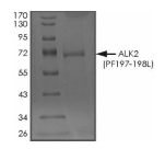 ALK-2/ACVR1 Protein, Human, Recombinant (P197_F198>L, GST)
