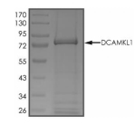 DCLK1 Protein, Human, Recombinant (aa 266-740, GST)