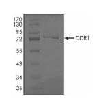 DDR1 Protein, Human, Recombinant (GST)