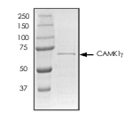 CAMKI gamma/CAMK1G Protein, Human, Recombinant (aa 1-330, GST)