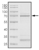 ALK-7 Protein, Human, Recombinant (GST)