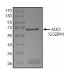 ALK-2/ACVR1 Protein, Human, Recombinant (G328W, GST)