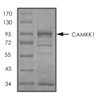 CAMKK1 Protein, Human, Recombinant (GST)