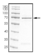 ALK-4/ACVR1B Protein, Human, Recombinant (GST)