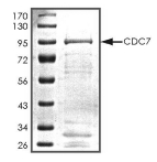 CDC7 Protein, Human, Recombinant (GST)
