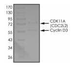 CDK11A (CDC2L2) & CyclinD3 Protein, Human, Recombinant (GST)