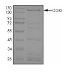 DGKI Protein, Human, Recombinant (GST)
