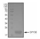 DPY30 Protein, Human, Recombinant (His)