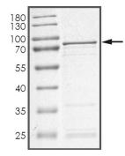 CDKL2 Protein, Human, Recombinant (GST)