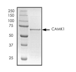 CAMKI Protein, Mouse, Recombinant (GST)