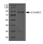 CAMKK1 Protein, Rat, Recombinant (GST)