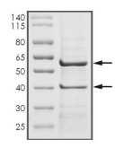 CDK6 & Cyclin D1 Protein, Human, Recombinant (His & GST)