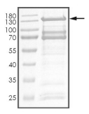 CDC2L1 Protein, Human, Recombinant (GST)