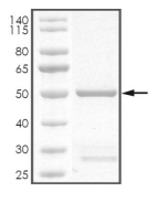 CDKN3 Protein, Human, Recombinant (GST)
