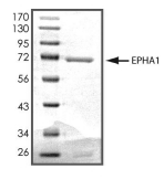 EphA1 Protein, Human, Recombinant (aa 569-976, GST)