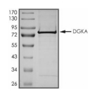 DGKA Protein, Rat, Recombinant (His)