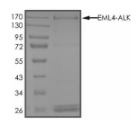 EML4-ALK Protein, Human, Recombinant (Eex20Aex20, GST)