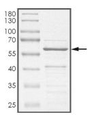 CREB Protein, Rat, Recombinant (GST)