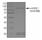 ANKK1 Protein, Human, Recombinant (GST)