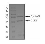 CDK2 & Cyclin E1 Protein, Human, Recombinant (GST)