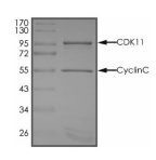 CDK11 & Cyclin C Protein, Human, Recombinant (GST)