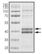 CDK7 & Cyclin H1 Protein, Human, Recombinant (His)