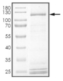 CHUK/IKK alpha Protein, Human, Recombinant (GST)