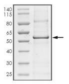 Chk1 Protein, Human, Recombinant (His)