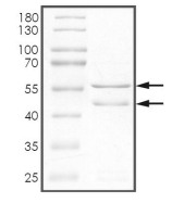 CDK5 & p25 Protein, Human, Recombinant (GST)