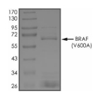 BRAF/B-Raf Protein, Human, Recombinant (V600A, GST)