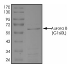 AURORA B, Human, Recombinant (G160L, GST)