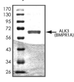 BMPR1A/ALK-3 Protein, Human, Recombinant (GST)