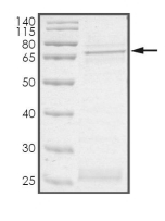 ACTR2 Protein, Human, Recombinant (GST)