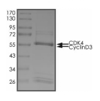 CDK4 & Cyclin D3 Protein, Human, Recombinant (GST)