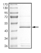 CDK5R1 Protein, Human, Recombinant (aa 98-307, GST)