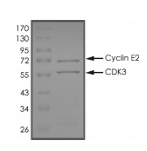 CDK3 & Cyclin E2 Protein, Human, Recombinant (GST)