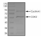 CDK2 & Cyclin A1 Protein, Human, Recombinant (GST)