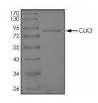 CLK3 Protein, Human, Recombinant (Active, GST)
