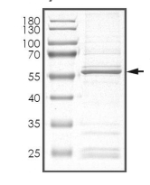 CDK3 Protein, Human, Recombinant (GST)