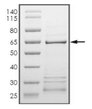 BRAF/B-Raf Protein, Human, Recombinant (GST)